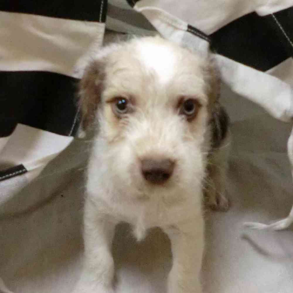 Male Havanese-Mini Schnauzer Puppy for Sale in New City, NY