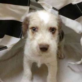 Havanese-Mini Schnauzer