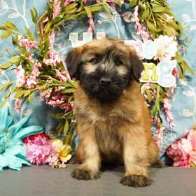 Soft Coated Wheaten Terrier