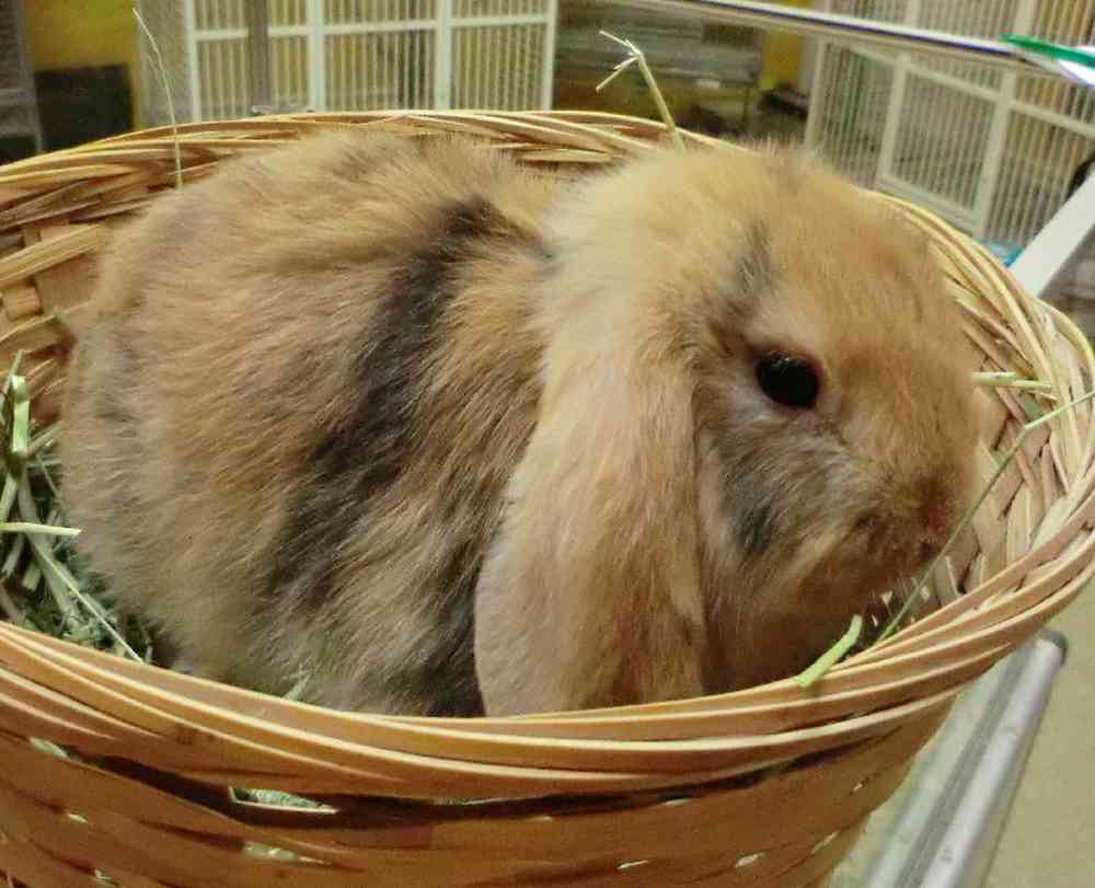 Holland Lop rabbit