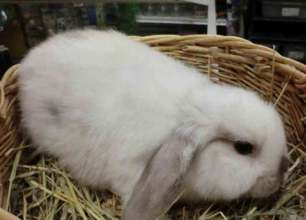 Male Holland Lop rabbit Rabbit for Sale in New City, NY