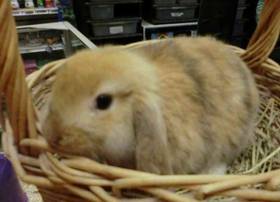 Holland Lop rabbit