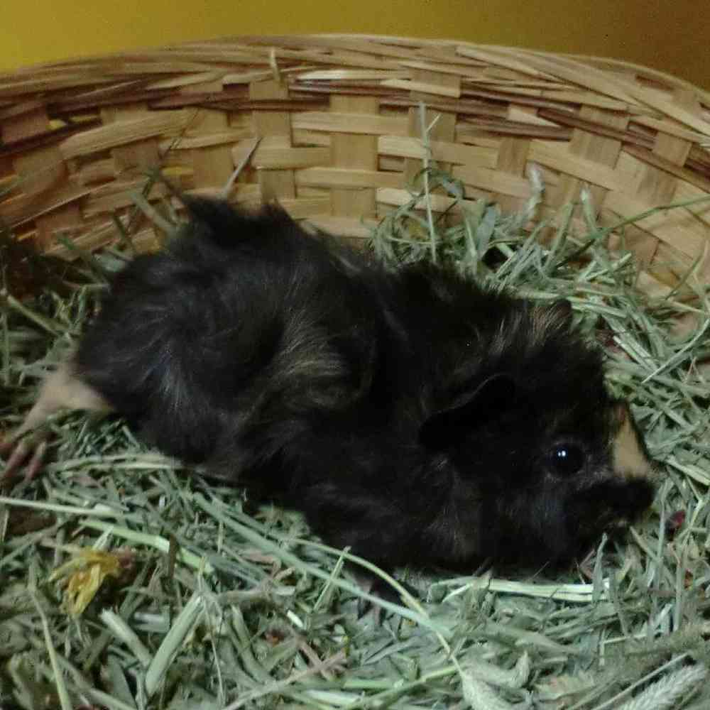 pet breed image
