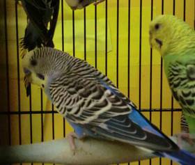parakeets