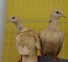 Doves