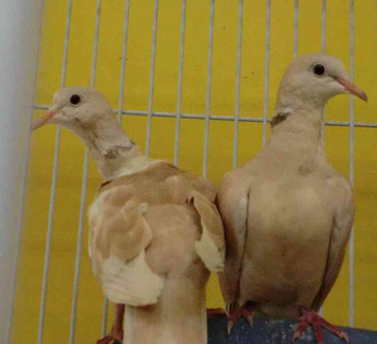 Doves