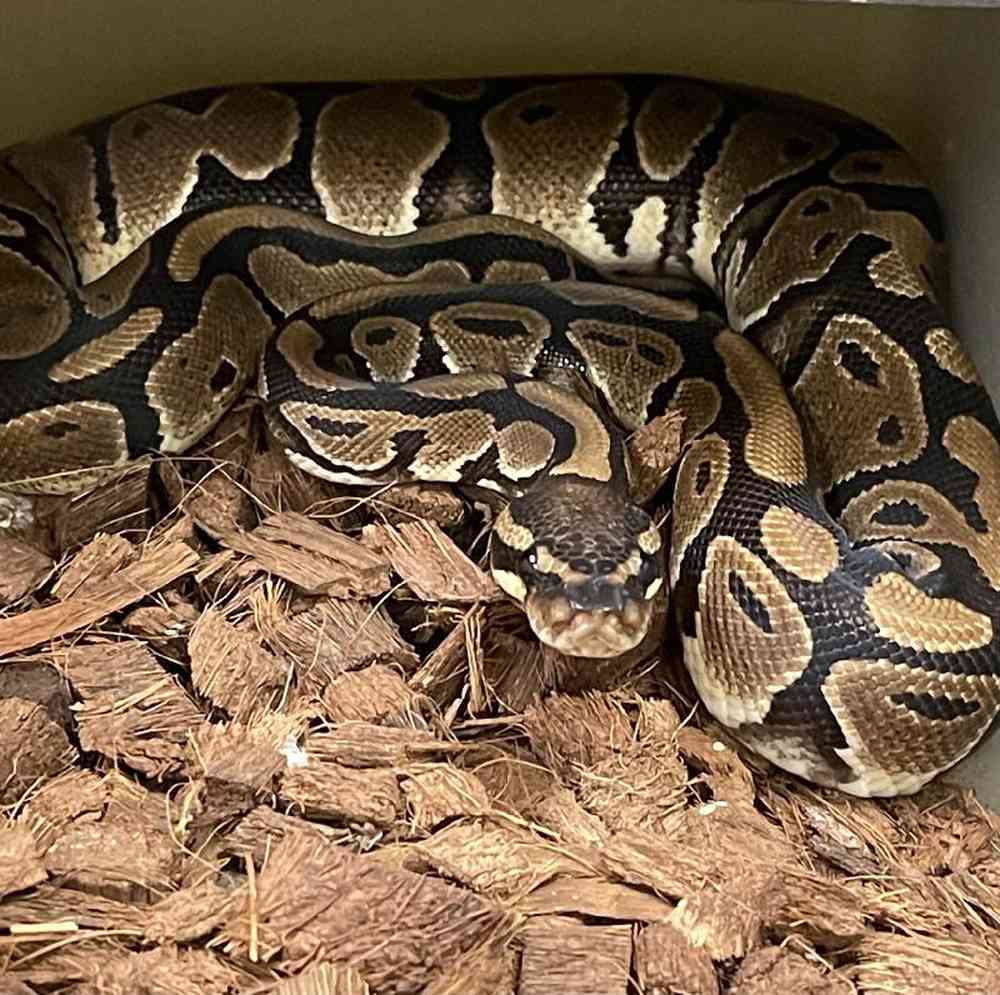 Female Ball Python Reptile for Sale in New City, NY