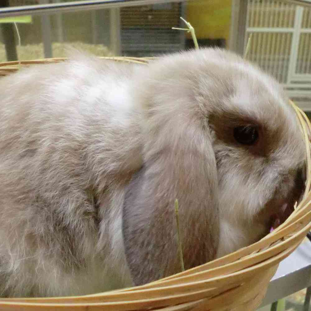 Female Holland Lop rabbit Rabbit for Sale in New City, NY