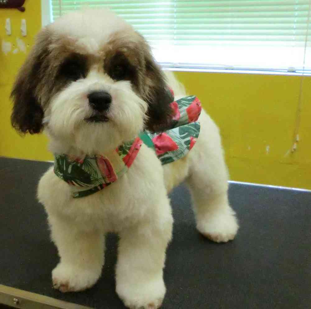 carousel pet images