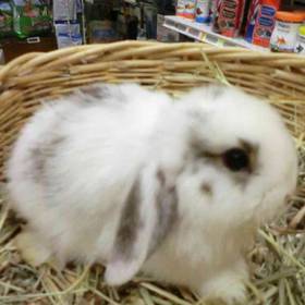 Holland Lop rabbit