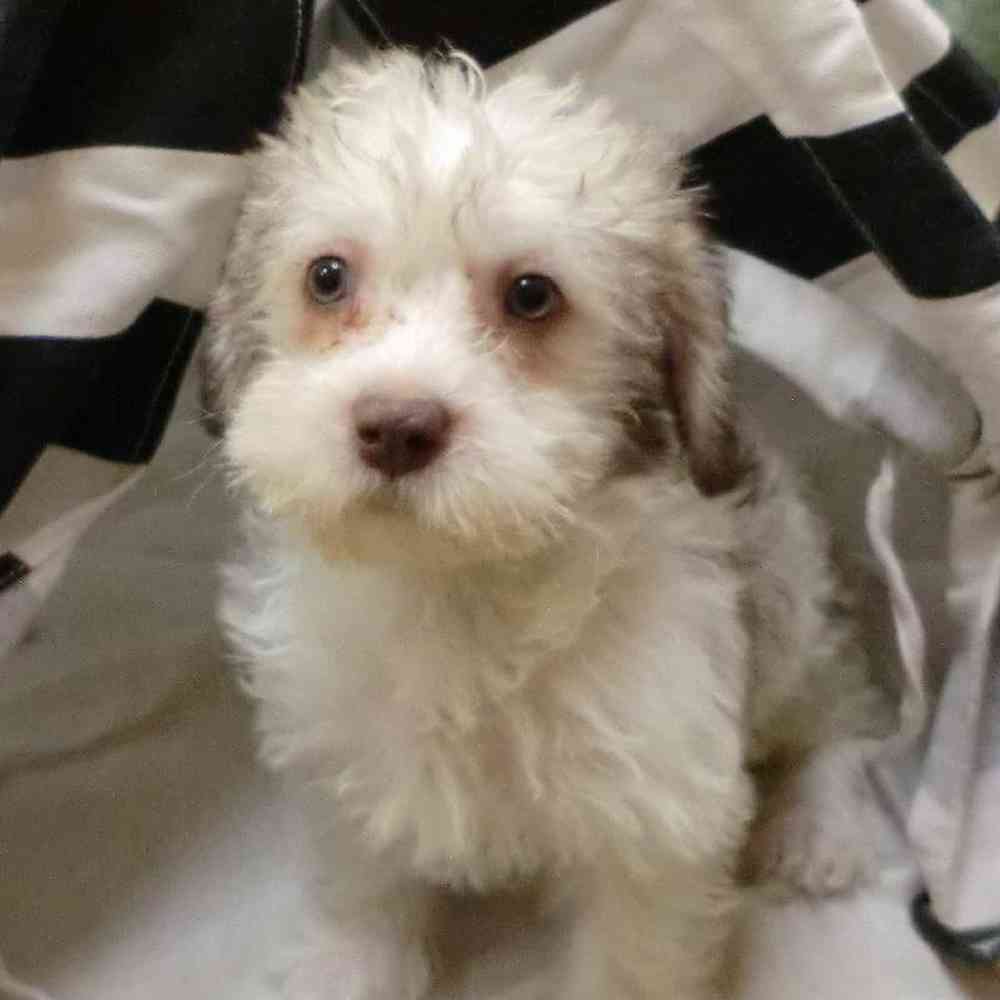Female Havanese-Mini Schnauzer Puppy for Sale in New City, NY