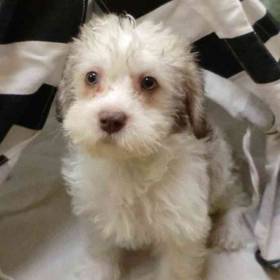 Havanese-Mini Schnauzer
