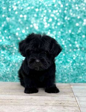 Yorkie-Poo