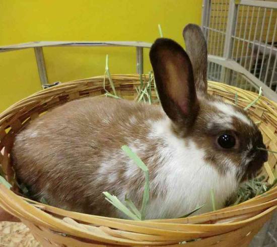 Rabbit for Sale - Pet Palace of New City