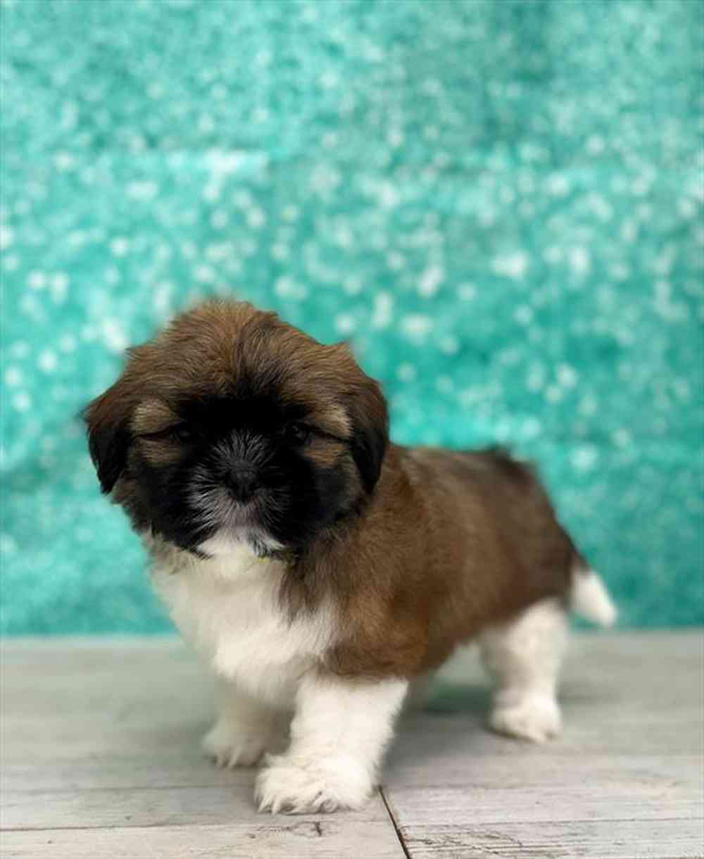 Shih Tzu