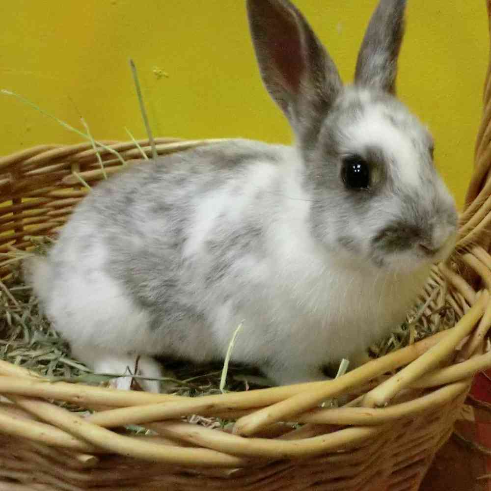 Male Dwarf Rabbit Rabbit for Sale in New City, NY
