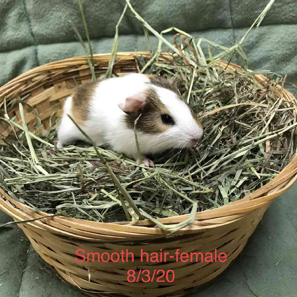 Guinea Pig