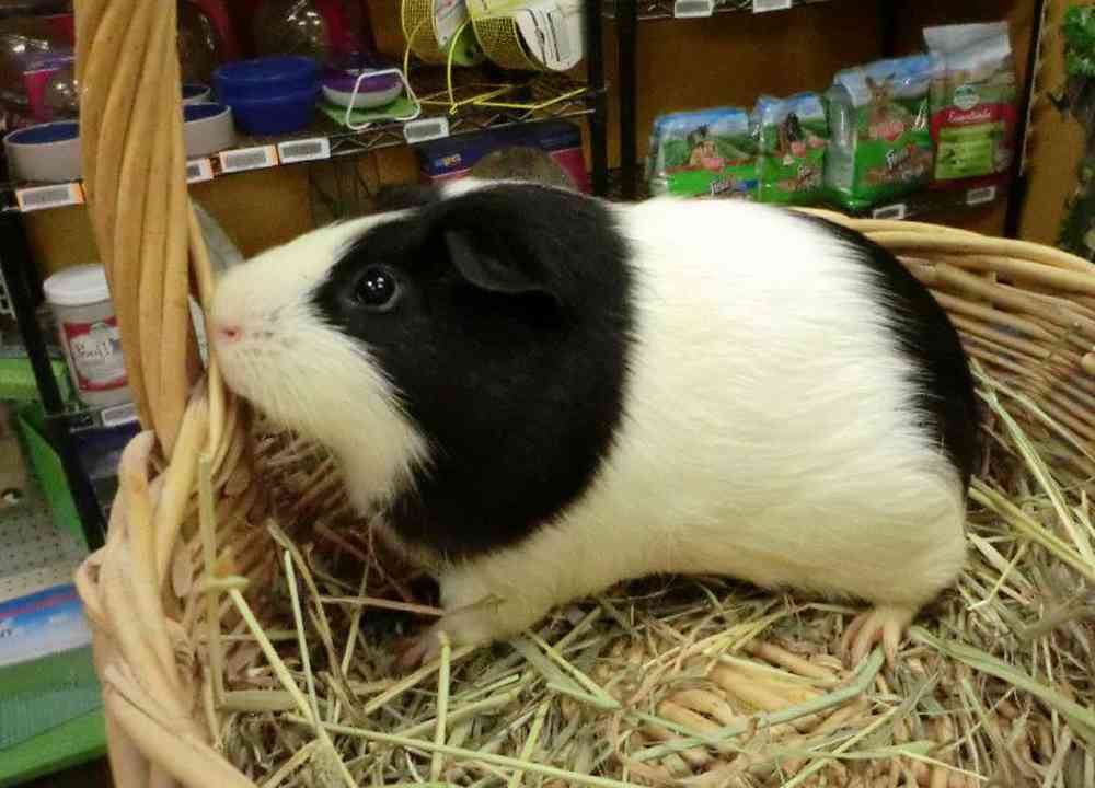 Guinea Pig