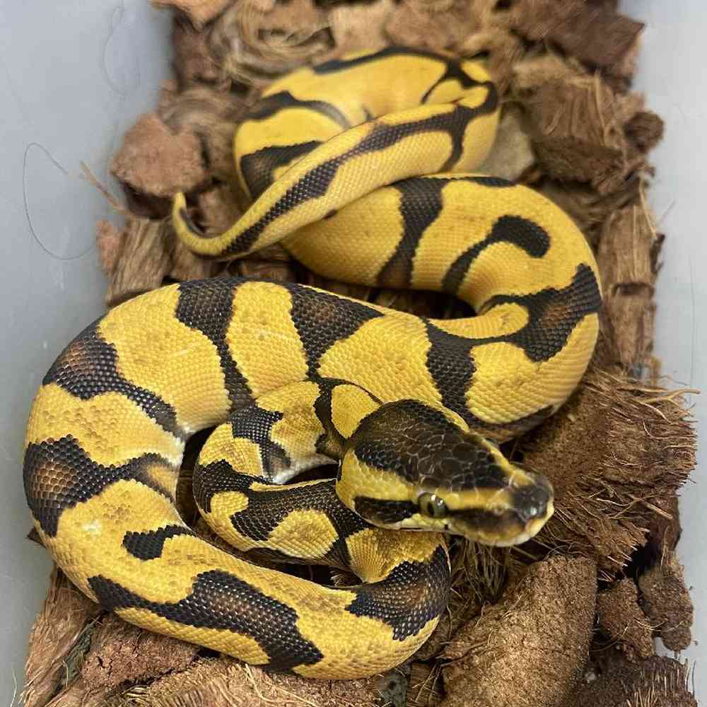 Ball Python Reptiles for sale Pet Palace of New City
