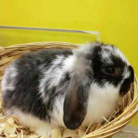 Mini Lop