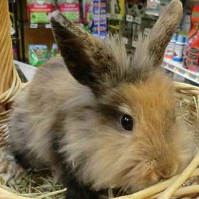 Lionhead rabbit