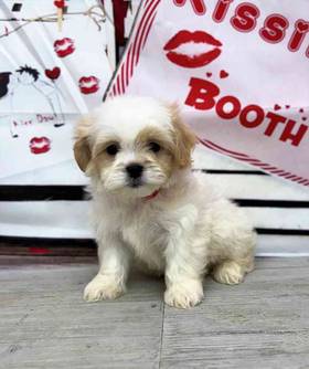 Teddy Bear