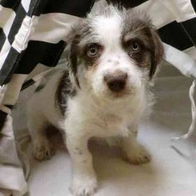 Havanese-Mini Schnauzer