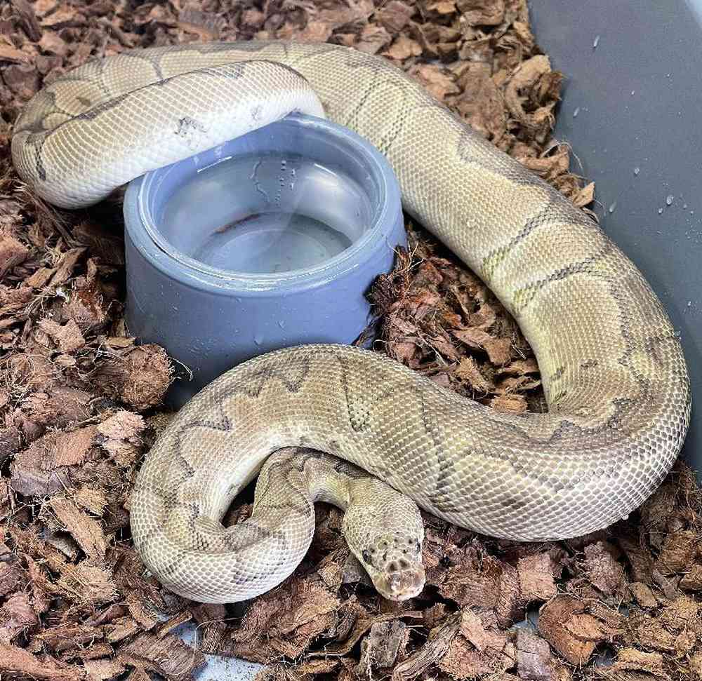 Male Ball Python Reptile for Sale in New City, NY