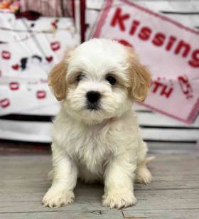 Teddy Bear