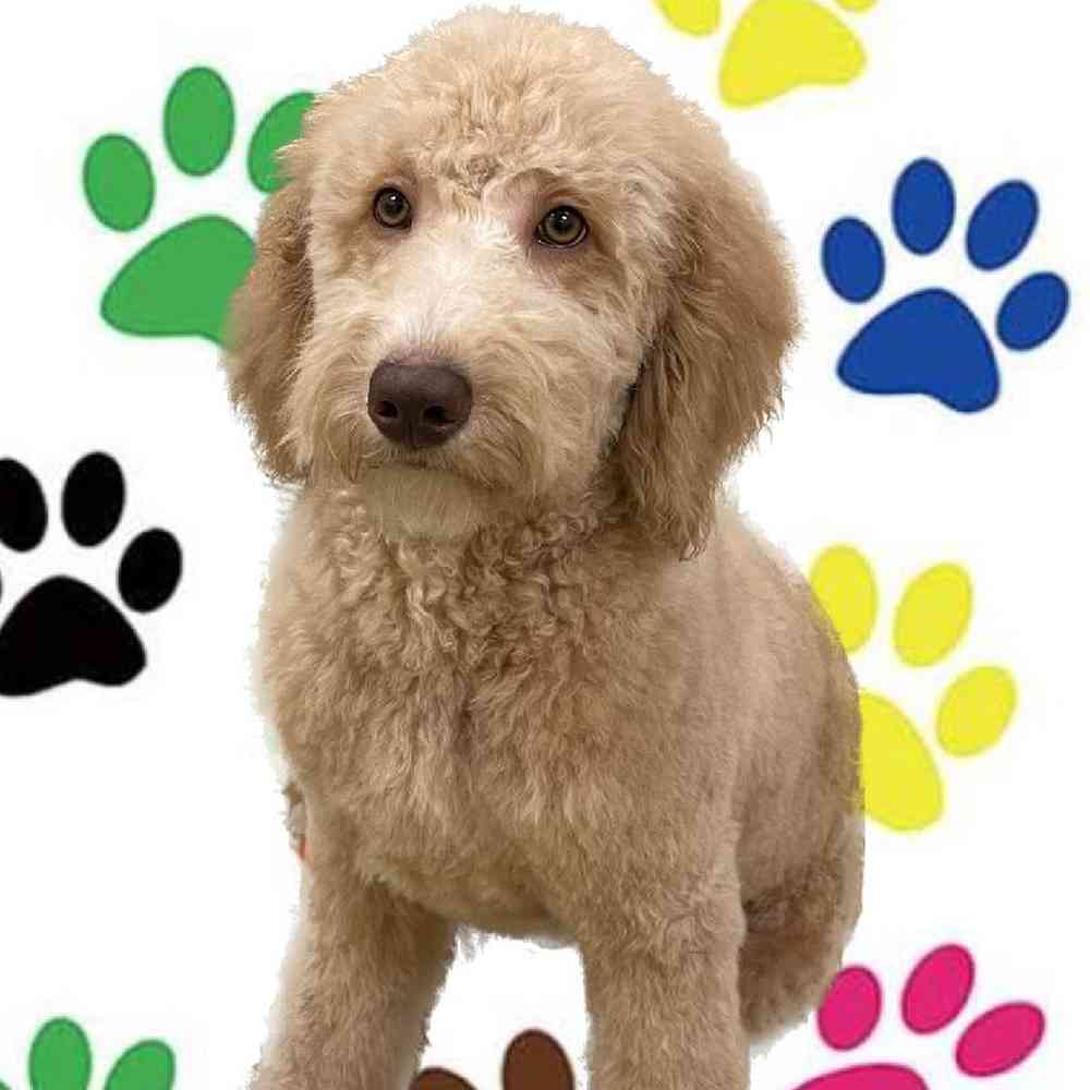 carousel pet images