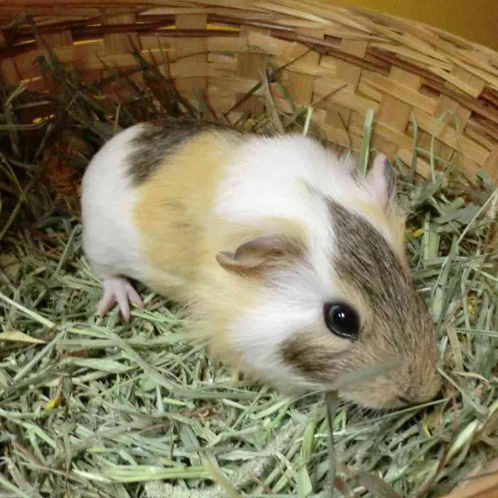 pet breed image