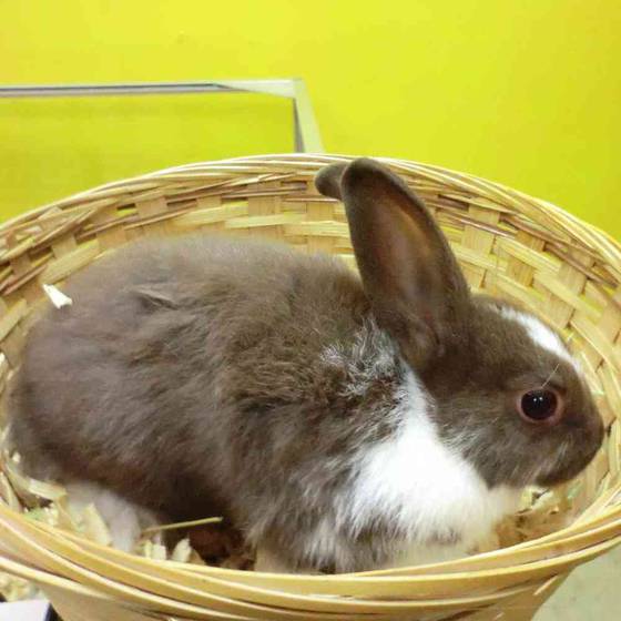 Dutch rabbit Rabbits for Sale {location_separator} Pet Palace of New City