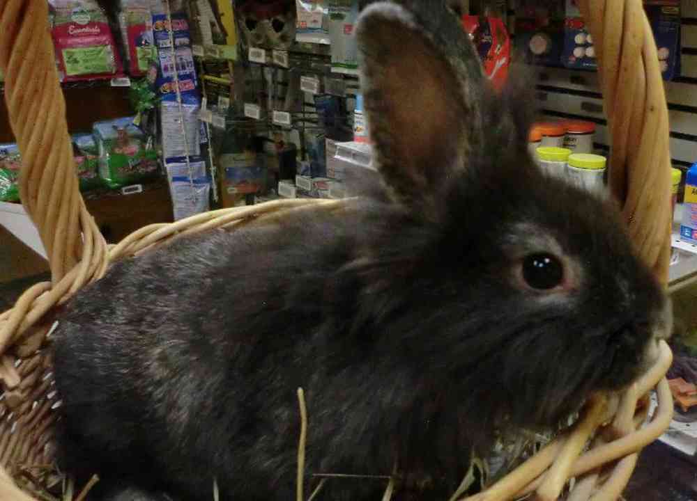 Female Lionhead rabbit Rabbit for Sale in New City, NY