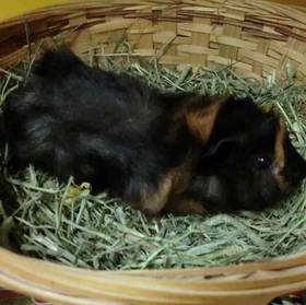Guinea Pig