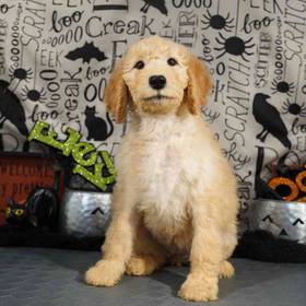 Goldendoodle