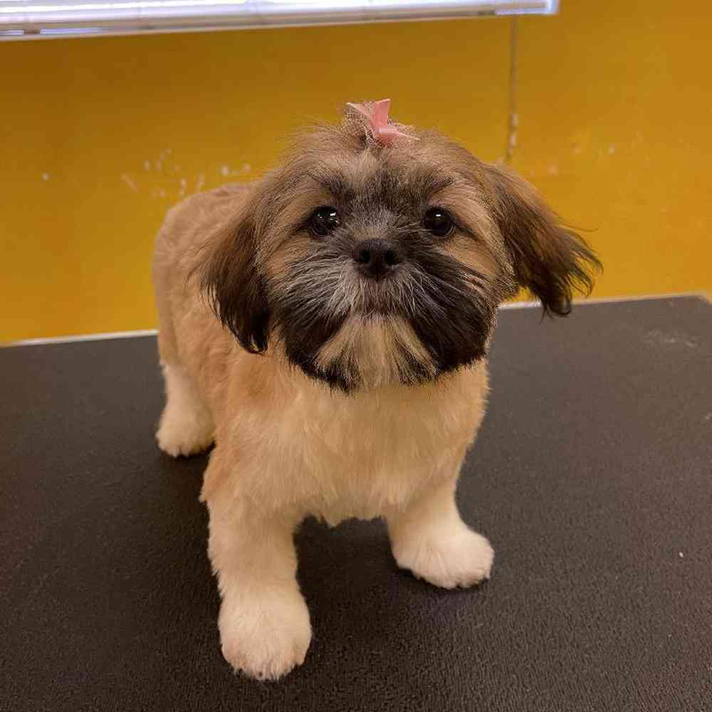 carousel pet images