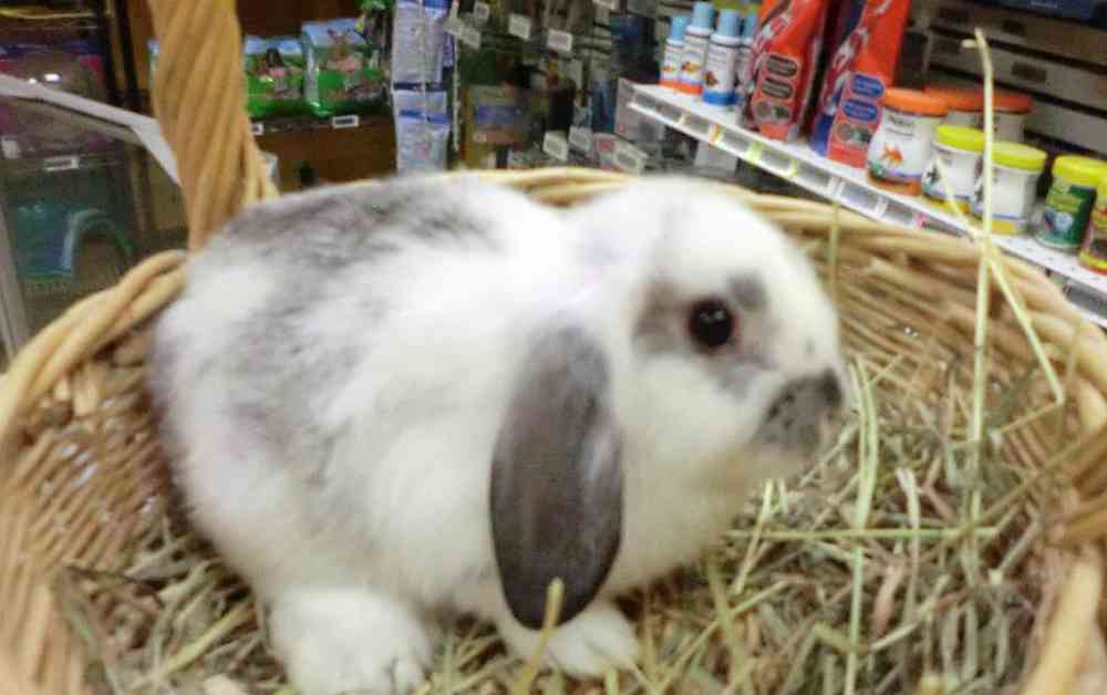 Female Mini Lop Rabbit for Sale in New City, NY