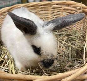 Dwarf Rabbit
