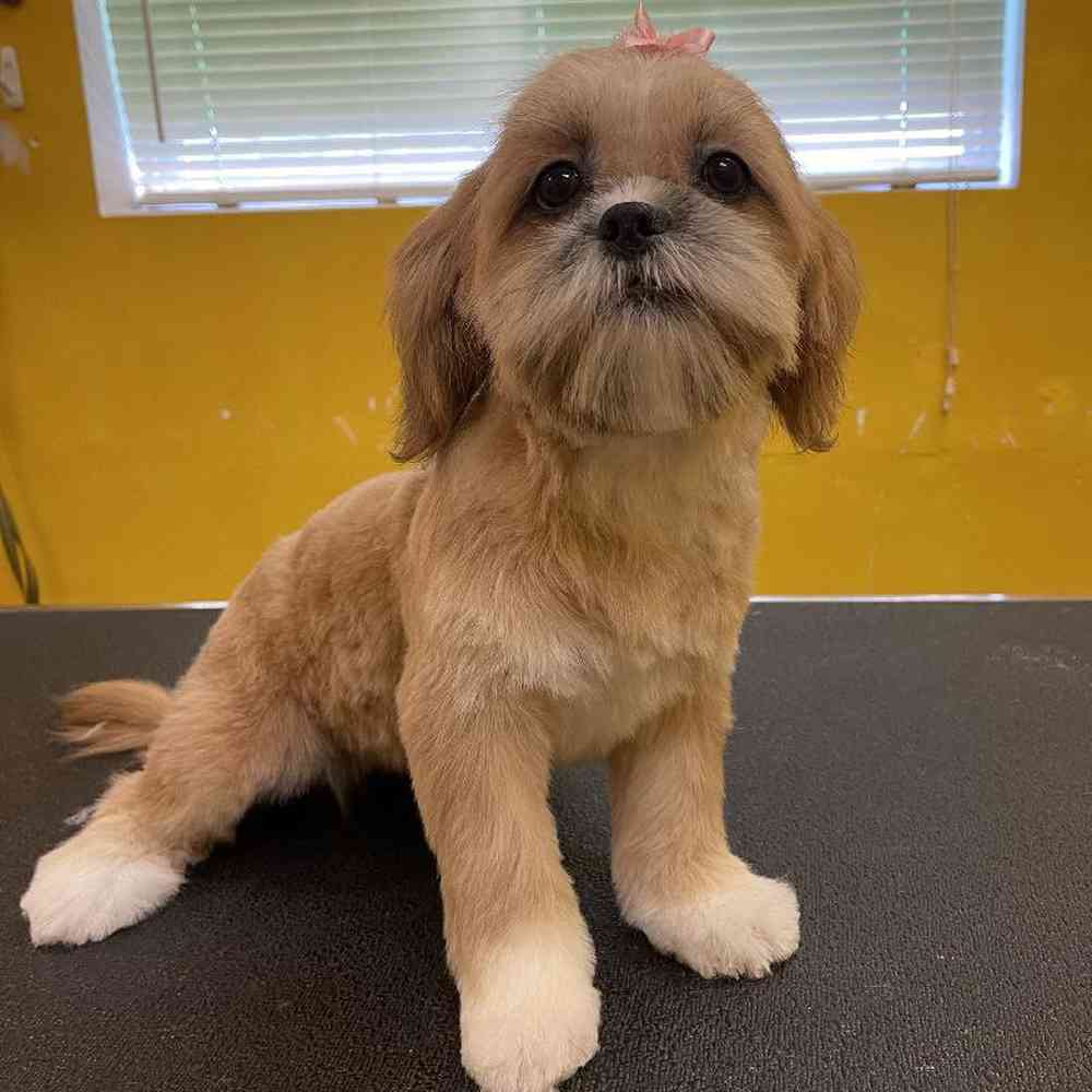 carousel pet images