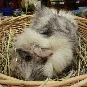 Guinea Pig