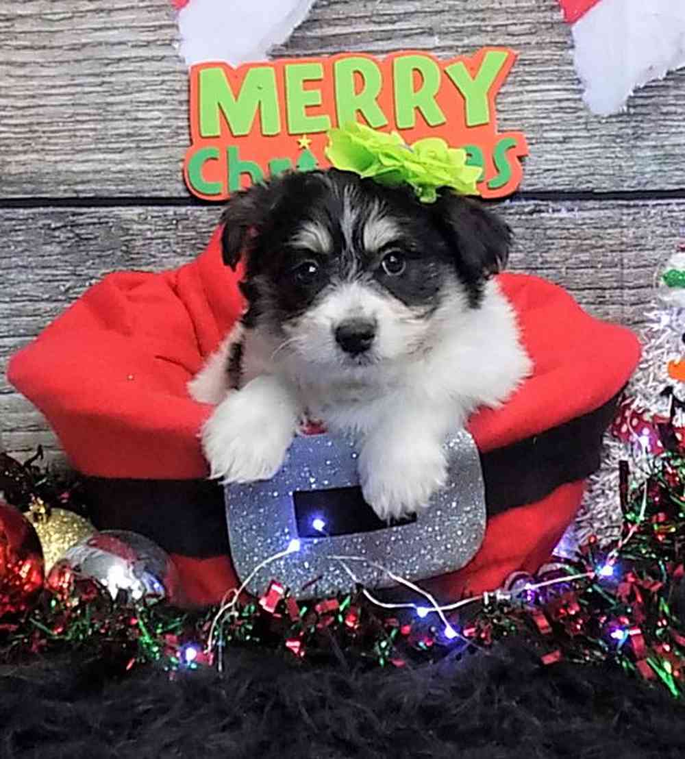 carousel pet images