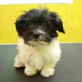 Havanese