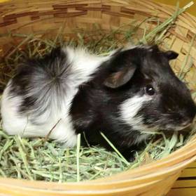 Guinea Pig