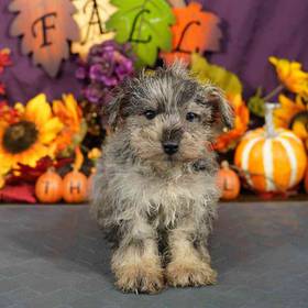 Schnoodle