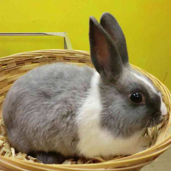 Dutch rabbit Rabbits for Sale {location_separator} Pet Palace of New City