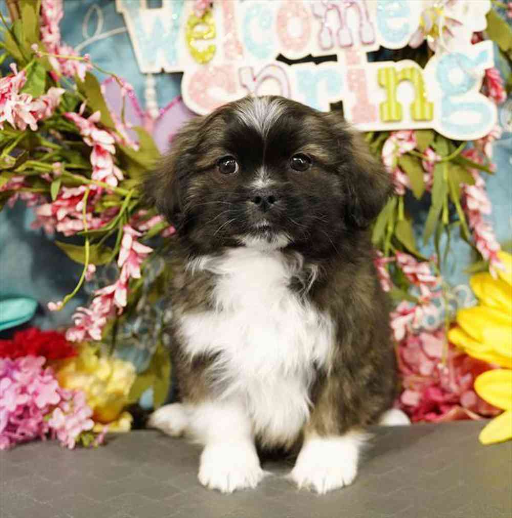 carousel pet images