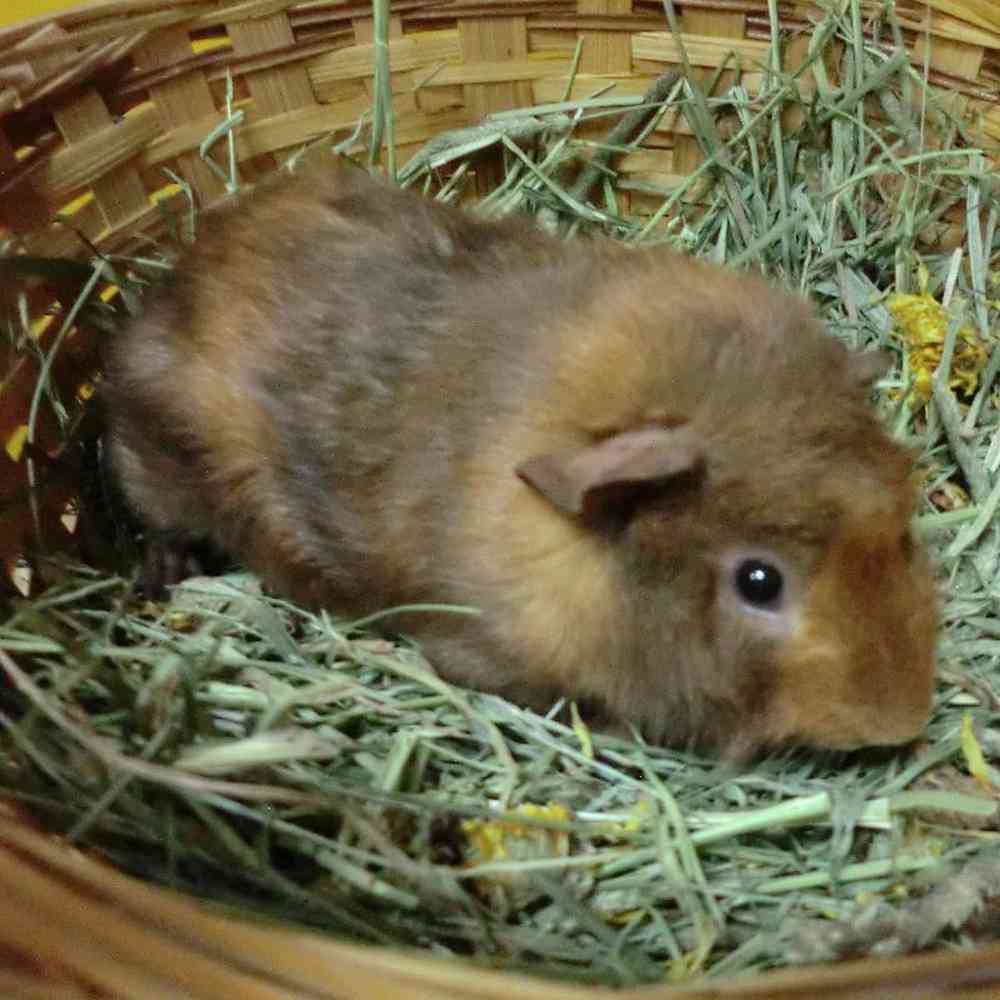 pet breed image