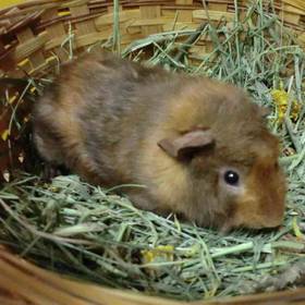 Guinea Pig