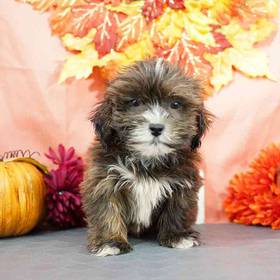 Lhasa-Poo