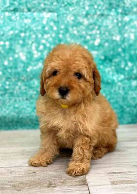 Poodle